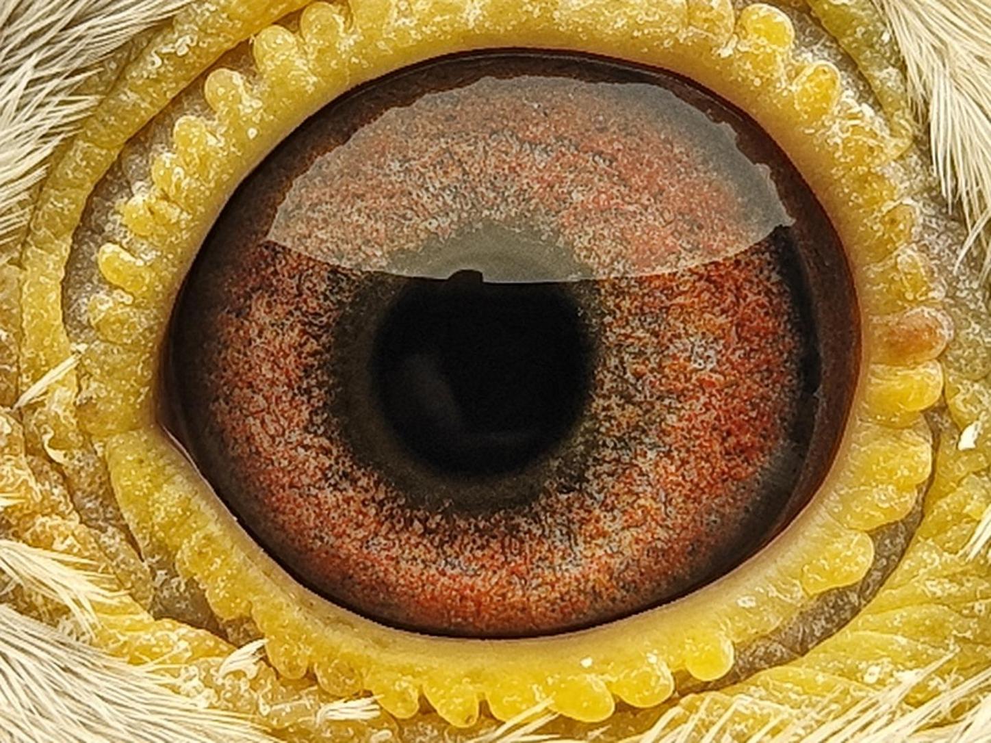 Pigeon eye